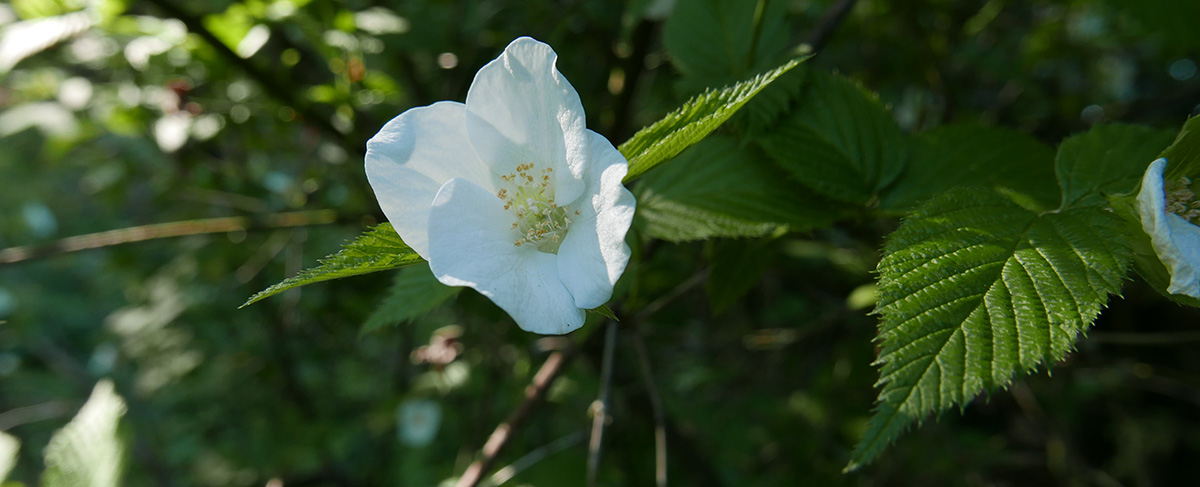 Rhodotypos scandens