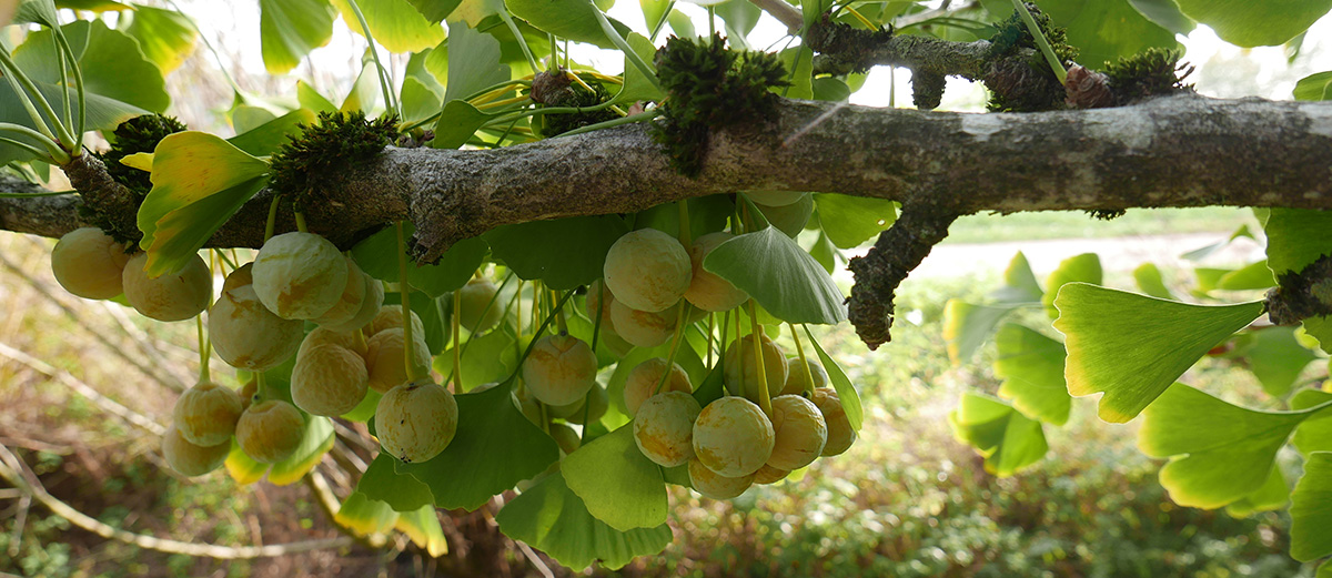 Ginkgo biloba
