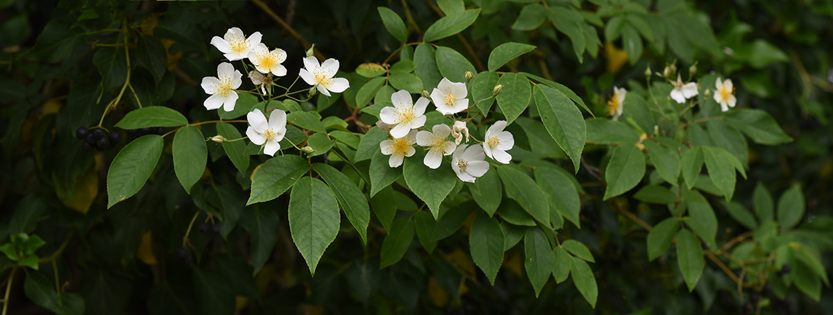 Rosa filipes