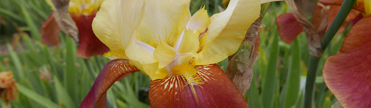 Iris