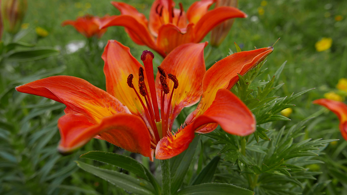 lilium bulbiferum croceum