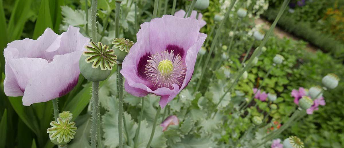 Schlafmohn