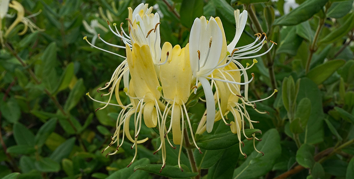 Lonicera japonica