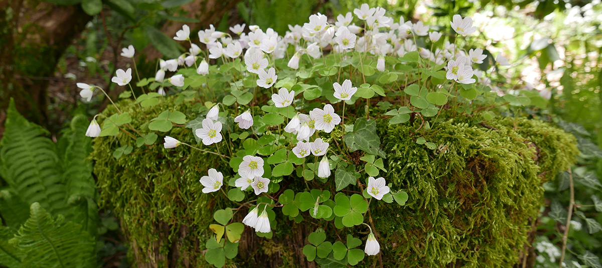 Oxalis acetosella