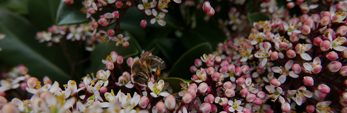 Skimmia japonica